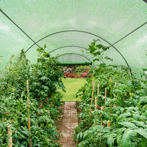 Solar gradina 6x3x2m tip tunel, folie UV4 140g/mp, cadru metalic galvanizat, 8 ferestre, pentru legume si plante