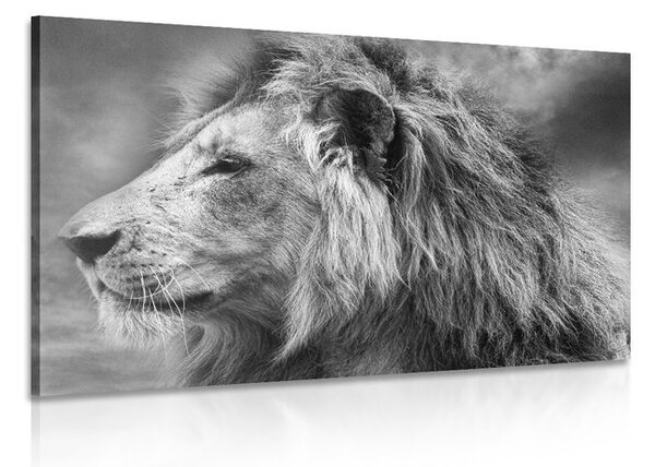Tablou leu african în design alb-negru