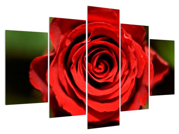 Tablou trandafirul detailat (150x105 cm)