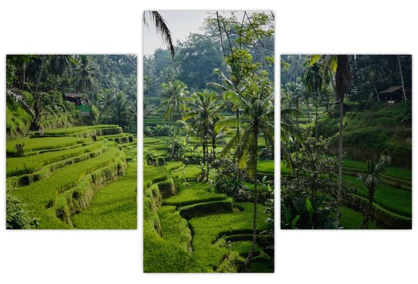 Tablou cu terasele cu orez Tegalalang, Bali (90x60 cm)