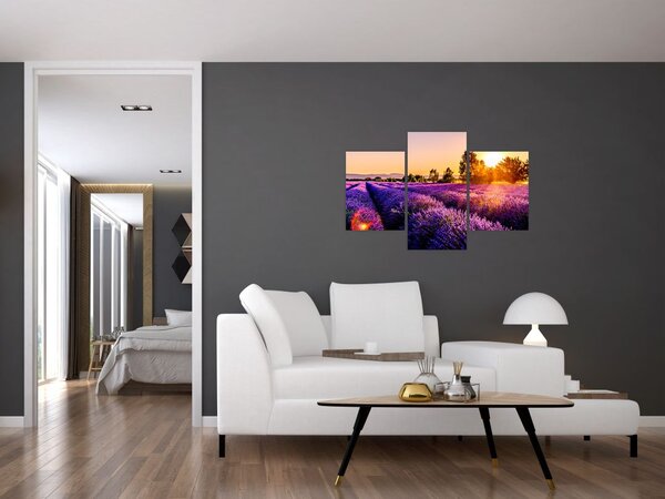 Tablou cu câmp de lavandă, Provincie (90x60 cm)