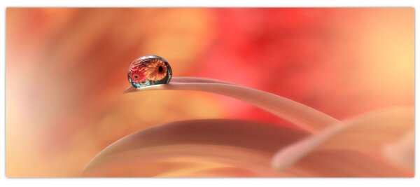 Tablou picăturii de rouă pe floare (120x50 cm)