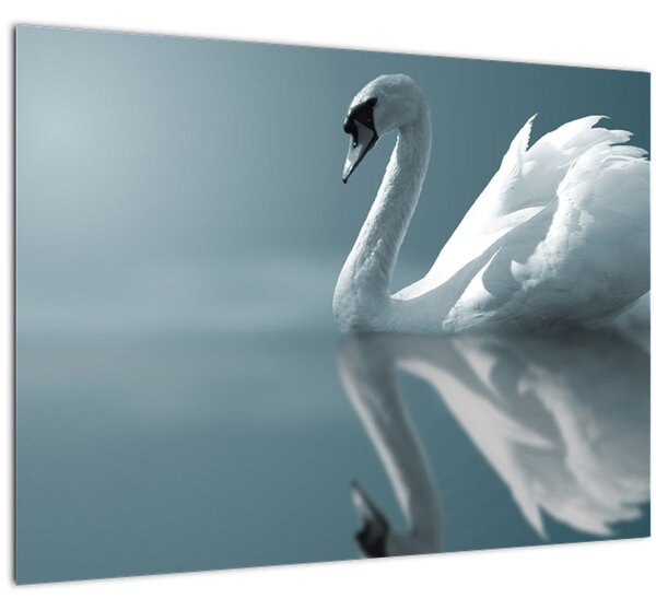 Tablou -Lebădă albă (70x50 cm)