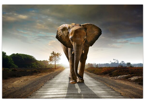 Tablou cu elefant (90x60 cm)