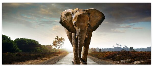 Tablou cu elefant (120x50 cm)