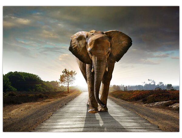 Tablou cu elefant (70x50 cm)
