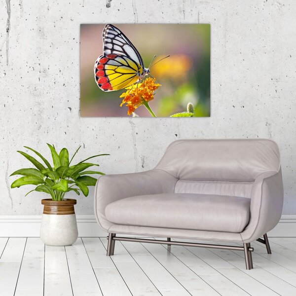 Tablou - Fluture pe floare (70x50 cm)
