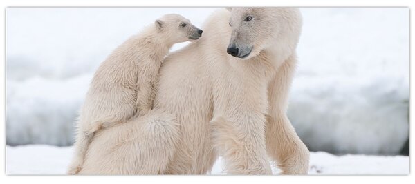 Tablou - Urs polar (120x50 cm)