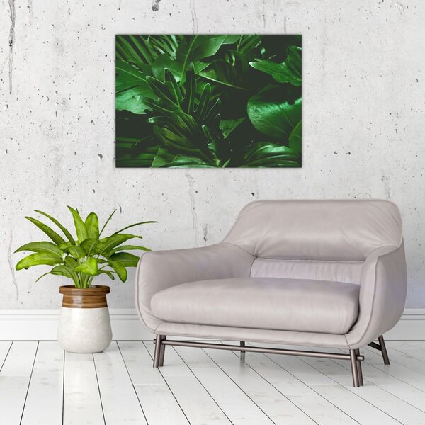 Tablou - Frunze de palmier (70x50 cm)
