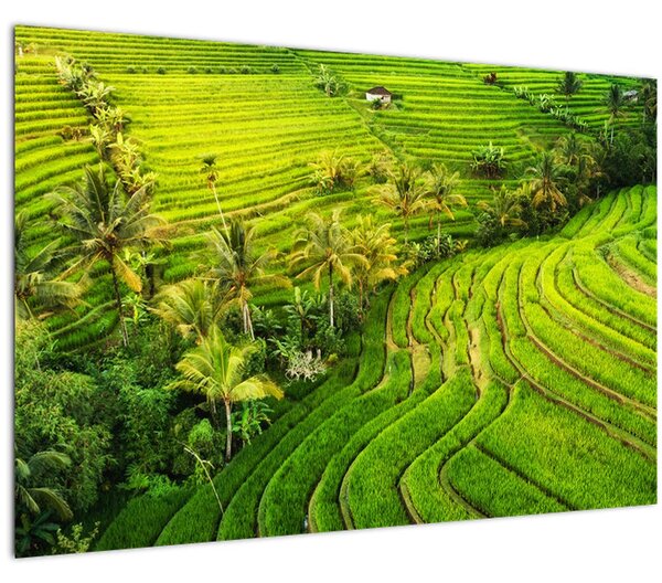 Tablou - Terase de orez (90x60 cm)