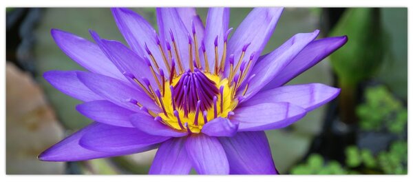 Tablou - Floare violet (120x50 cm)