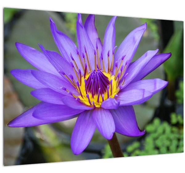 Tablou - Floare violet (70x50 cm)