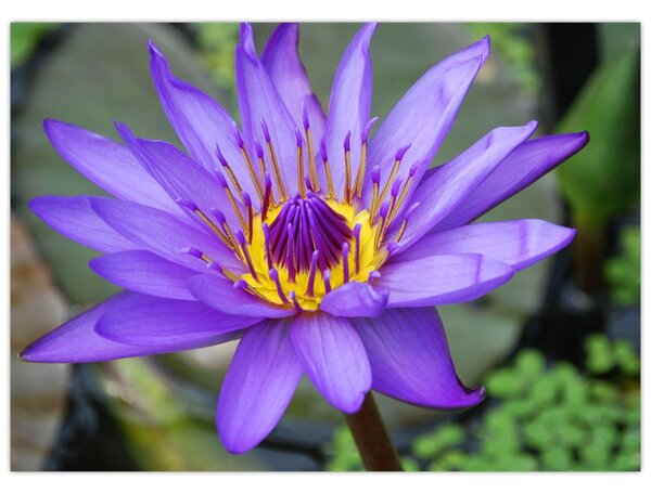 Tablou - Floare violet (70x50 cm)