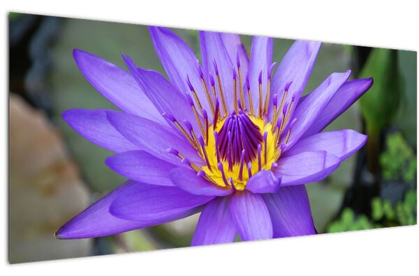 Tablou - Floare violet (120x50 cm)