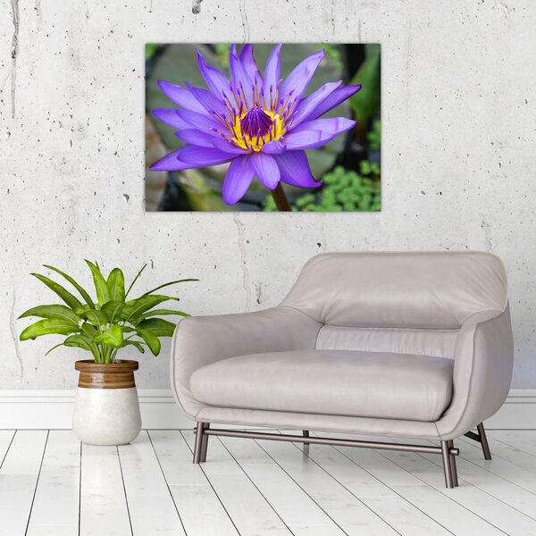 Tablou - Floare violet (70x50 cm)