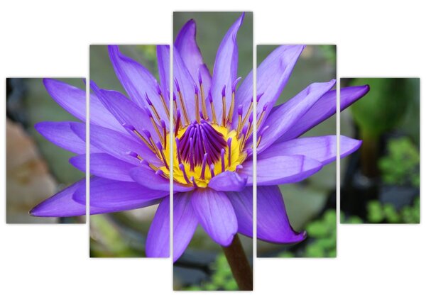 Tablou - Floare violet (150x105 cm)