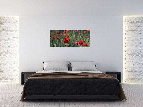 Tablou - Lunca cu maci (120x50 cm)