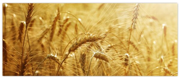 Tablou - Spice de cereale (120x50 cm)