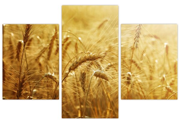 Tablou - Spice de cereale (90x60 cm)