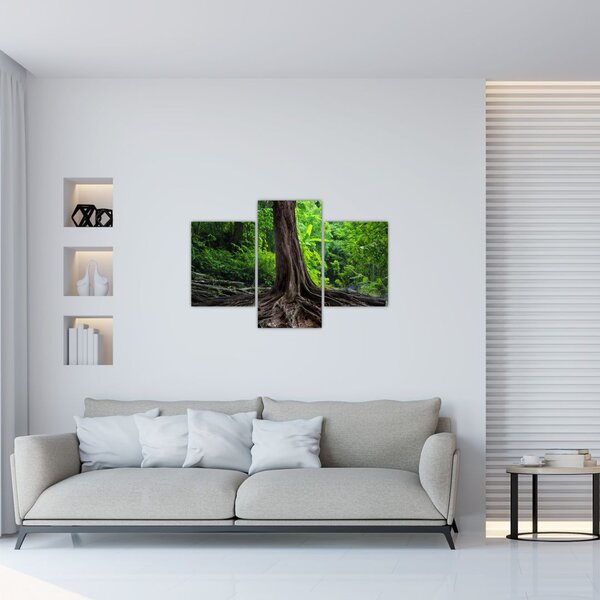 Tablou - Copac bătrîn cu rădăcini (90x60 cm)
