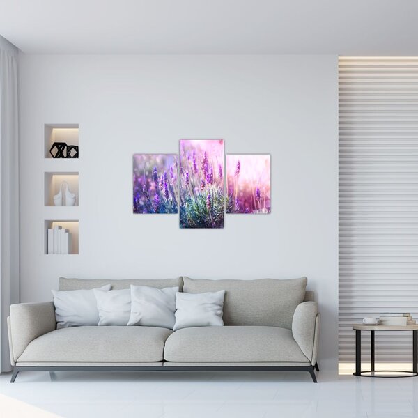 Tablou - Lavandă în strălucirea soarelui (90x60 cm)