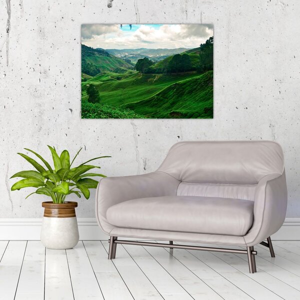 Tablou Plantații de ceai - Malaezia (70x50 cm)