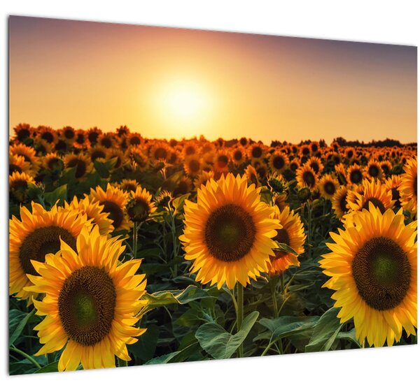 Tablou - Floarea soarelui (70x50 cm)