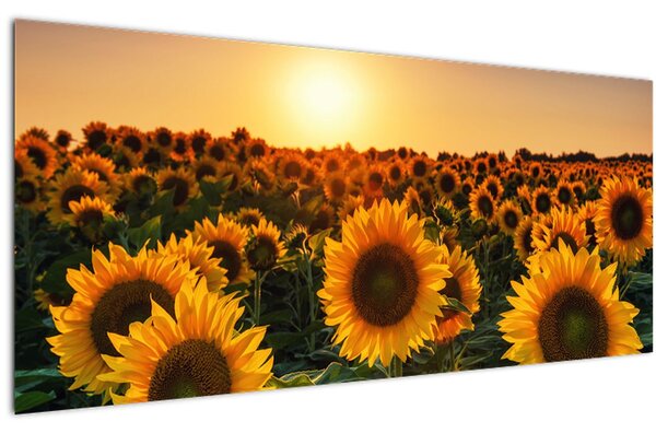 Tablou - Floarea soarelui (120x50 cm)