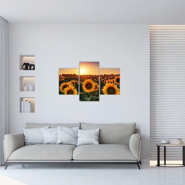 Tablou - Floarea soarelui (90x60 cm)