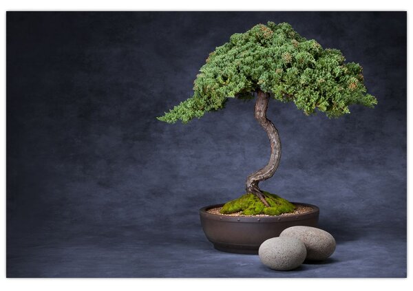 Tablou - Bonsai (90x60 cm)