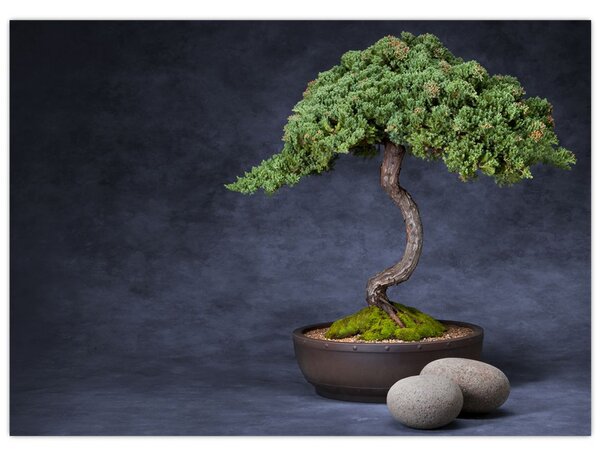 Tablou - Bonsai (70x50 cm)