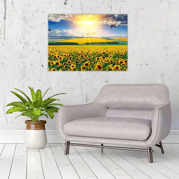 Tablou - Câmp cu floarea soarelui (70x50 cm)