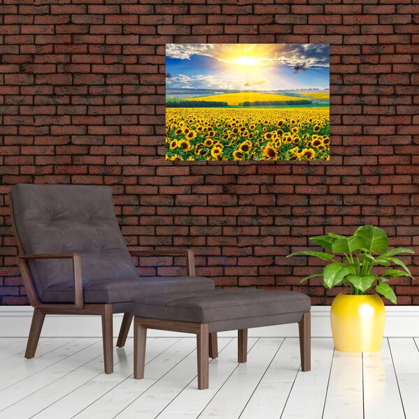 Tablou - Câmp cu floarea soarelui (70x50 cm)
