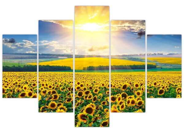 Tablou - Câmp cu floarea soarelui (150x105 cm)