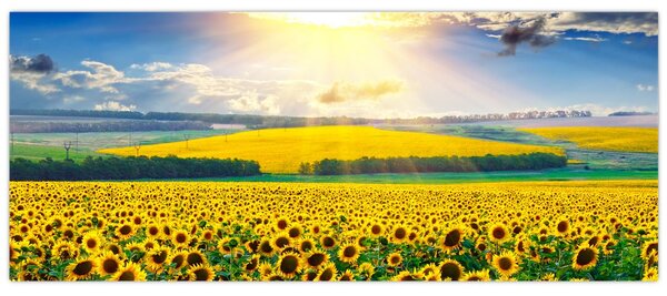 Tablou - Câmp cu floarea soarelui (120x50 cm)