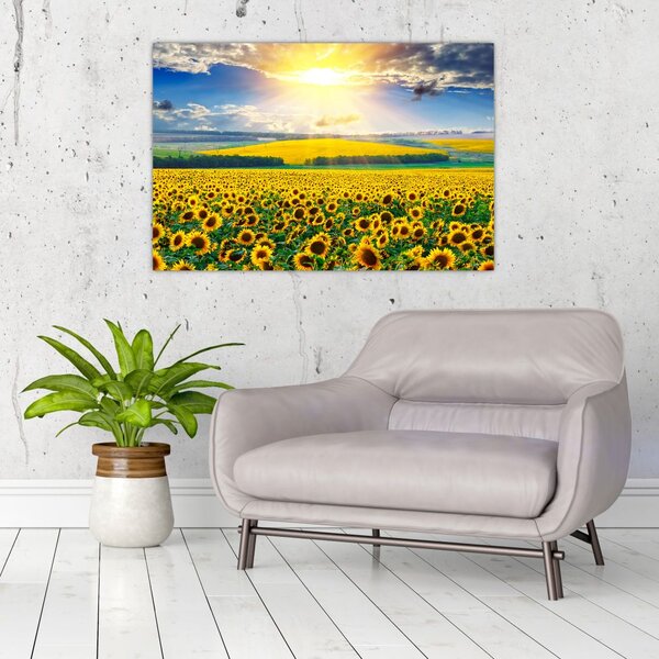 Tablou - Câmp cu floarea soarelui (90x60 cm)