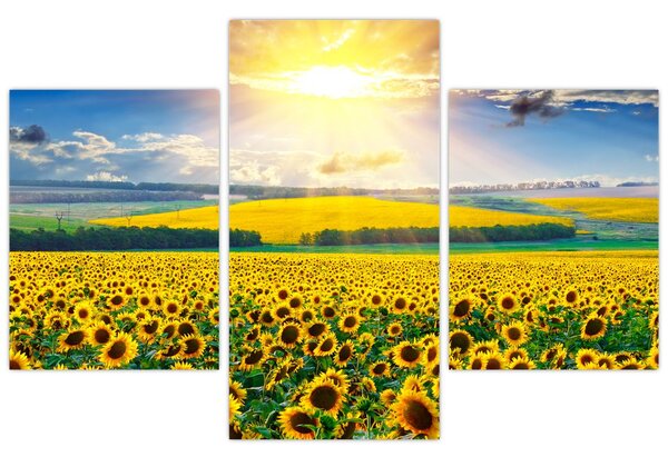 Tablou - Câmp cu floarea soarelui (90x60 cm)