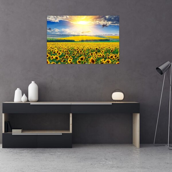 Tablou - Câmp cu floarea soarelui (90x60 cm)