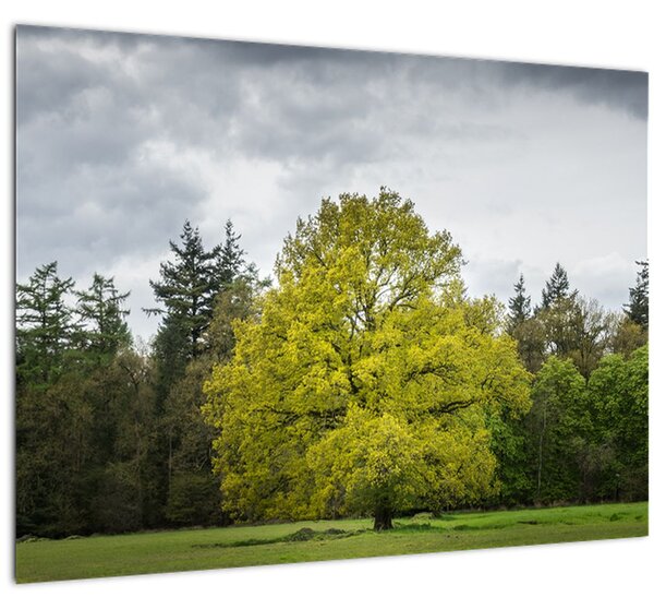 Tablou - Copac verde în câmp (70x50 cm)