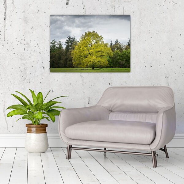 Tablou - Copac verde în câmp (70x50 cm)