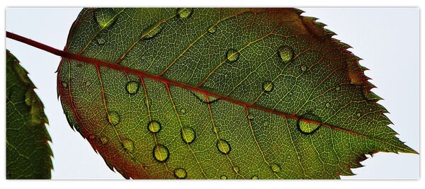 Tablou - Frunze de trandafir (120x50 cm)