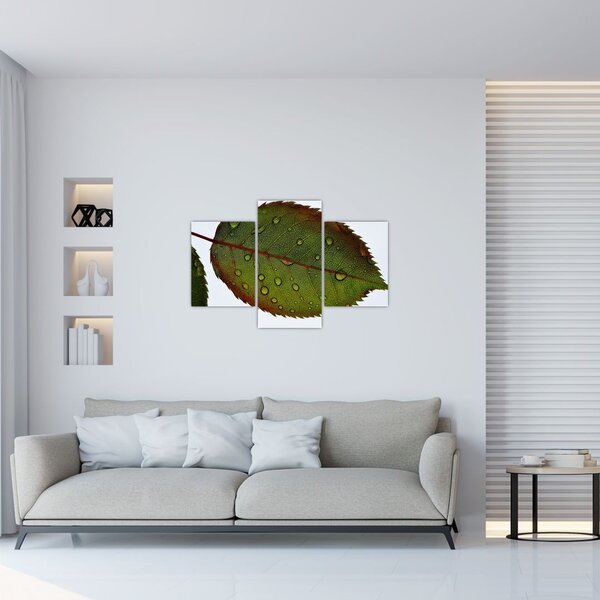 Tablou - Frunze de trandafir (90x60 cm)