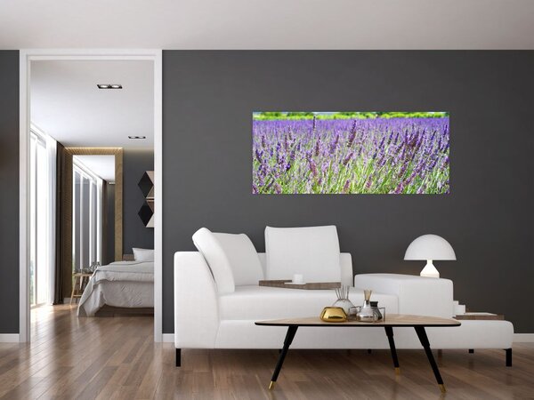 Tablou - Lavandă în câmp (120x50 cm)