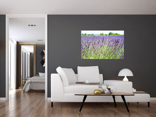Tablou - Lavandă în câmp (90x60 cm)