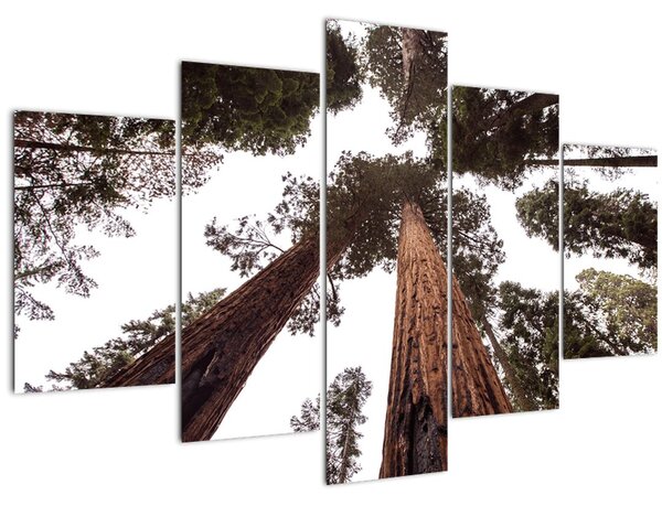 Tablou - Privire prin vârfurile copacilor (150x105 cm)