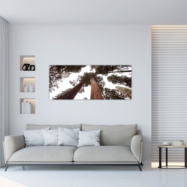 Tablou - Privire prin vârfurile copacilor (120x50 cm)