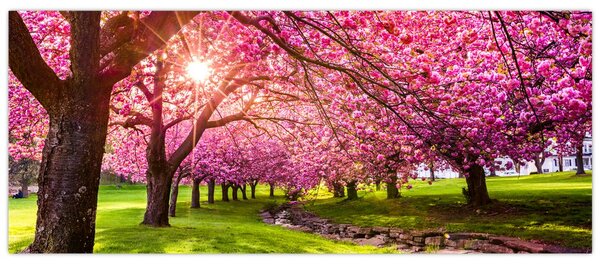 Tablou - Cireși înfloriți, Hurd Park, Dover, New Jersey (120x50 cm)
