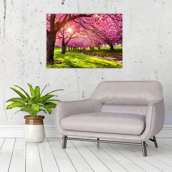Tablou - Cireși înfloriți, Hurd Park, Dover, New Jersey (70x50 cm)