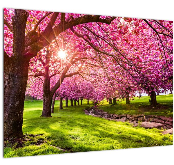 Tablou - Cireși înfloriți, Hurd Park, Dover, New Jersey (70x50 cm)