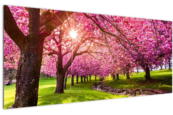 Tablou - Cireși înfloriți, Hurd Park, Dover, New Jersey (120x50 cm)